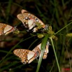095 Plateaux Bateke 4 Lepidopteres Graphium angolanus 9E50IMG_30846wtmk.jpg