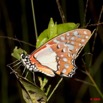 096 Plateaux Bateke 4 Lepidoptere Graphium angolanus 9E50IMG_30843wtmk.jpg