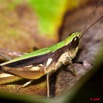 100 Insecte Orthoptere Criquet Gabon 9E50IMG_31156wtmk.jpg