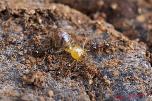 100 Insectes Combat Termite Fourmi 10E5K2IMG_58589wtmk.jpg