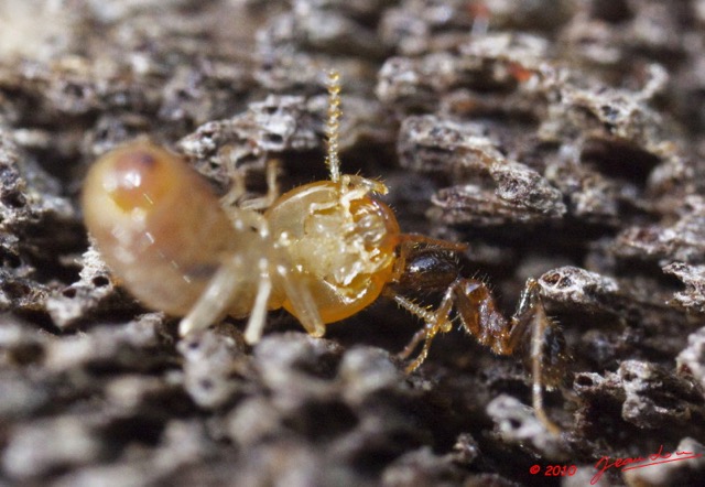 102 Insectes Combat Termite Fourmi 10E5K2IMG_58607wtmk.jpg