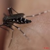 086 Insecte Diptere Moustique Aedes albopictus 11E5K2IMG_66237wtmk.jpg
