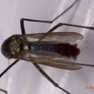 014 Insecte Diptera Moustique 1 13E50IMG_32970wtmk.jpg