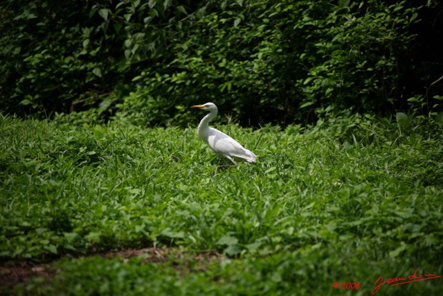049 Oiseau Heron Bubulcus ibis 8EIMG_3378WTMK.JPG
