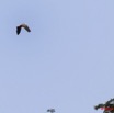 019 KONGOU 2 Fleuve Ivindo Oiseau Perroquet Gris Psittacus erithacus 10E5K2IMG_60471wtmk.jpg