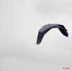 043 AKANDA Oiseau Heron Cendre Ardea cinerea en Vol 11E5K2IMG_65391wtmk.jpg