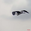 044 AKANDA Oiseau Heron Cendre Ardea cinerea en Vol 11E5K2IMG_65392wtmk.jpg