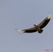 085 AKANDA Moka Oiseau Palmiste Africain Gypohierax angolensis 11E5K2IMG_65769wtmk.jpg