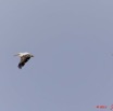 086 AKANDA Moka Oiseau Pelican Pelecanus rufescens en Vol 11E5K2IMG_65775wtmk.jpg
