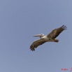 087 AKANDA Moka Oiseau Pelican Pelecanus rufescens en Vol 11E5K2IMG_65781wtmk.jpg