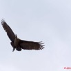 047 PONGARA Lodge Oiseau Ibis Hagedash Bostrychia hagedash en vol 11E5K2IMG_67997wtmk.jpg