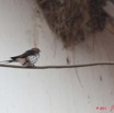 084 MOUKALABA 2 Oiseau Hirondelle Striee Hirundo abyssinica a Lebamba 11E5K2IMG_71692awtmk.jpg.jpg