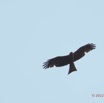 008 SPB 8 Oiseau Rapace Milan Noir Milvus migrans 12E5K2IMG_76345wtmk.jpg