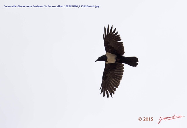 026 Franceville Oiseau Aves Corbeau Pie Corvus albus 15E5K3IMG_115012wtmk.jpg