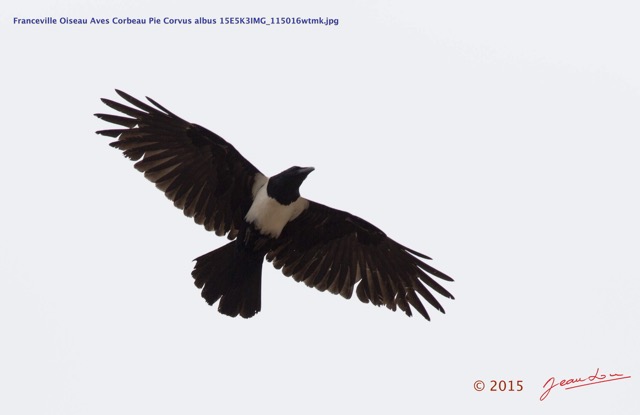 027 Franceville Oiseau Aves Corbeau Pie Corvus albus 15E5K3IMG_115016wtmk.jpg