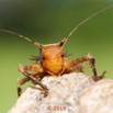 0007 Insecta 09 Orthoptera Ensifera Bradyporidae 18E5K3IMG_180222126356_DxOwtmk.jpg