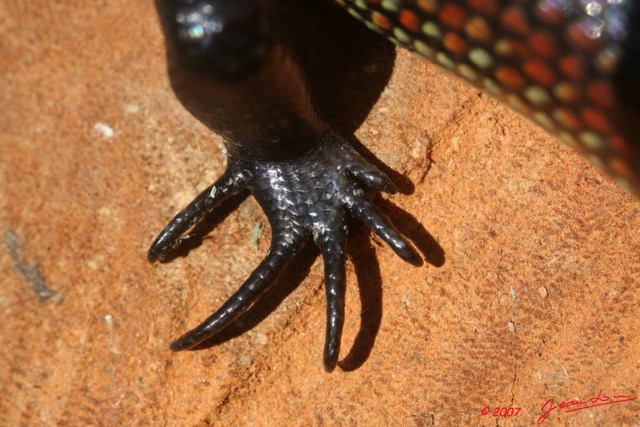 023 Reptilia Squamata Scincidae Lygosoma fernandii 7EIMG_1379WTMK.JPG