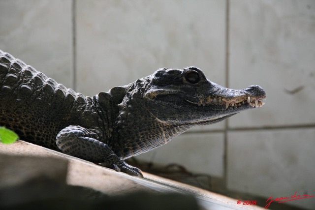 028 Reptilia Crocodilia LEKEDI 2 Crocodile Nain Osteolaemus tetraspis 8EIMG_3675WTMK.JPG