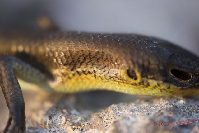 073 Reptilia Squamata Scincidae Trachylepis albilabris f 13E5K3IMG_94566wtmk.jpg