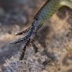 075 Reptilia Squamata Scincidae Trachylepis albilabris f 13E5K3IMG_94564awtmk.jpg