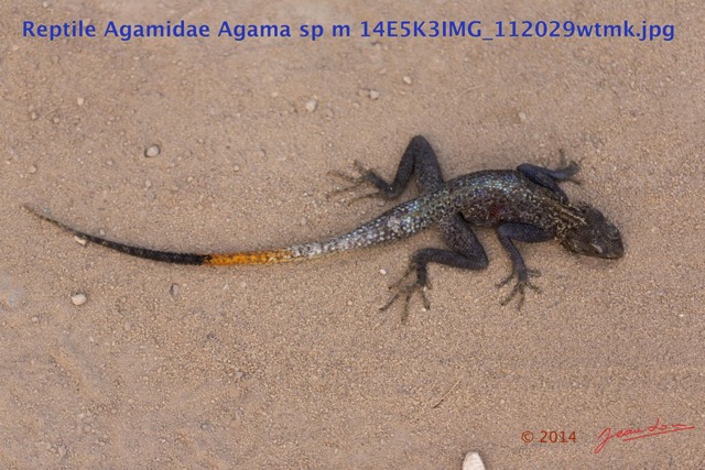 085 Reptilia Squamata Agamidae Agama lebretoni m 14E5K3IMG_112029wtmk.jpg