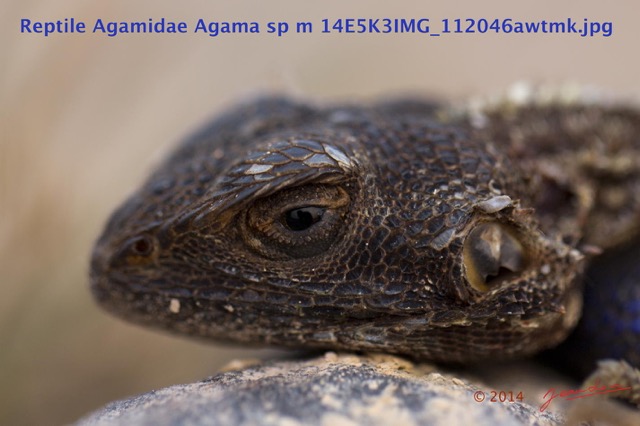 092 Reptilia Squamata Agamidae Agama lebretoni m 14E5K3IMG_112046awtmk.jpg