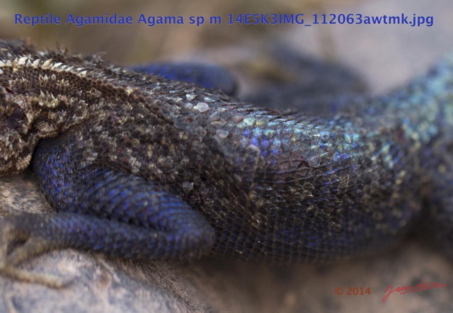 097 Reptilia Squamata Agamidae Agama lebretoni m 14E5K3IMG_112063awtmk.jpg