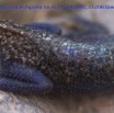 097 Reptilia Squamata Agamidae Agama lebretoni m 14E5K3IMG_112063awtmk.jpg