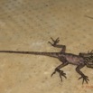 019 Reptilia Squamata Agamidae Agama lebretoni Juvenile Franceville 16RX104DSC1000463wtmk.jpg
