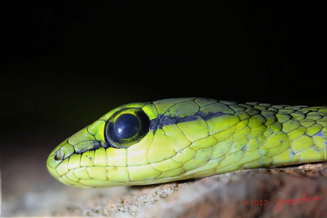 020 Reptilia Squamata Colubridae Hapsidophrys smaragdinus 16E5K3IMG_120569 PdCawtmk.jpg