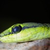 020 Reptilia Squamata Colubridae Hapsidophrys smaragdinus 16E5K3IMG_120569 PdCawtmk.jpg