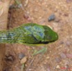 005 Reptilia Squamata Colubridae Serpent 02 Hapsidophrys smaragdina IMG_1547WTMK.JPG