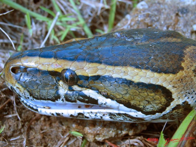 007 Reptilia Squamata Boidae Serpent 03 Python sebae IMG_2348aWTMK.JPG