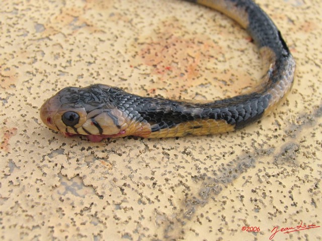 009 Reptilia Squamata Elapidae Serpent 04 Cobra Naja melanoleuca IMG_2518WTMK.JPG