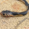 009 Reptilia Squamata Elapidae Serpent 04 Cobra Naja melanoleuca IMG_2518WTMK.JPG