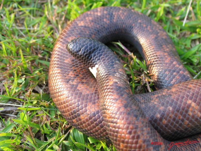 011 Reptilia Squamata Boidae Serpent 05 Calabaria reinhardtii IMG_3957WTMK.JPG
