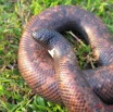 011 Reptilia Squamata Boidae Serpent 05 Calabaria reinhardtii IMG_3957WTMK.JPG