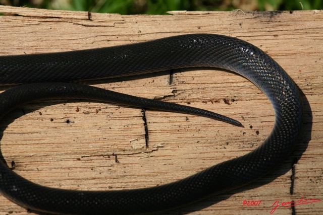 033 Reptilia Squamata Colubridae Serpent 09 7IMG_8767WTMK.JPG