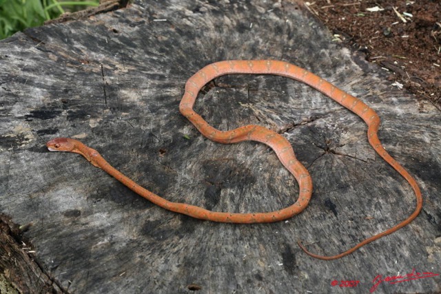 037 Reptilia Squamata Colubridae (Boiga) Toxicodryas pulverulenta Serpent 10 7EIMG_1829WTMK.JPG