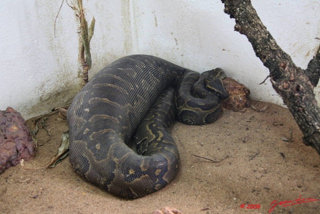 045 Reptilia Squamata Boidae Serpent 11 LEKEDI 2 Python sebae Digerant une Antilope 8EIMG_3680WTMK.JPG