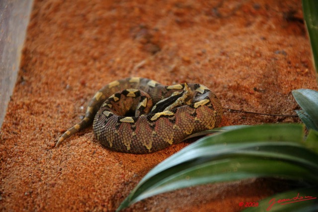 046 Reptilia Squamata Viperidae LEKEDI 2 Serpent 12 Vipere a Cornes Bitis nasicornis 8EIMG_3678WTMK.JPG