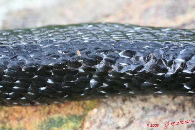050 Reptilia Squamata Elapidae Serpent 13 Cobra Naja melanoleuca 8EIMG_3927WTMK.JPG