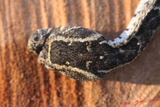 051 Reptilia Squamata Viperidae Serpent 14 Vipere Heurtante Bitis arietans Jeune 8EIMG_3870WTMK.JPG