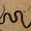 056 Reptilia Squamata Elapidae Serpent 15 Cobra Naja melanoleuca 8EIMG_4330WTMK.JPG