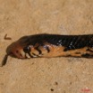 058 Reptilia Squamata Elapidae Serpent 15 Cobra Naja melanoleuca 8EIMG_4335WTMK.JPG