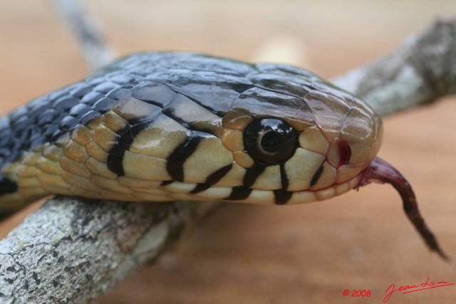 064 Reptilia Squamata Elapidae Serpent 15 Cobra Naja melanoleuca 8EIMG_4348WTMK.JPG