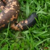 072 Reptilia Squamata Boidae Serpent 16 (Charina) Calabaria reinhardtii 8EIMG_4543WTMK.JPG