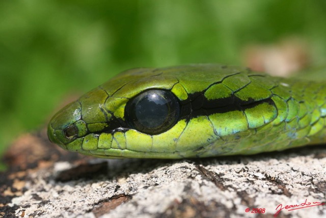 079 Reptilia Squamata Colubridae Serpent 17 Hapsidophrys smaragdina 8EIMG_14570WTMK.JPG
