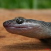 089 Reptilia Squamata Colubridae Serpent 18 (Lamprophis) Boaedon Fuliginosus 8EIMG_16117WTMK.JPG