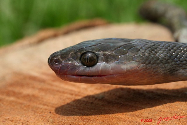 091 Reptilia Squamata Colubridae Serpent 18 (Lamprophis) Boaedon Fuliginosus 8EIMG_16137WTMK.JPG